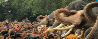 njangattiri-aanayoottu-image