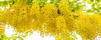 vishu-image