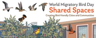 world-migratory-bird-day-image