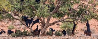 international-day-of-argania-image