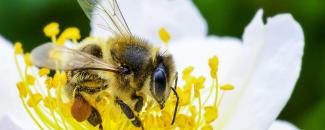 world-bee-day-image