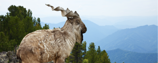 international-day-of-the-markhor-image
