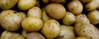 international-day-of-potato-image