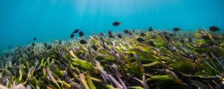 world-seagrass-day-image