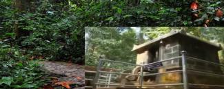 amaramkavu-devi-temple-meenapoora-mahotsavam-image