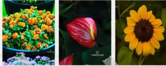 thekkady-flower-show-image