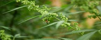 national-hemp-month-image