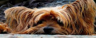 national-yorkie-day-image
