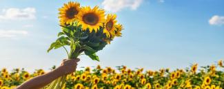 national-sunflower-day-image