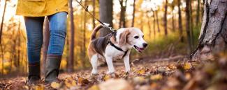 assistance-dog-day-image