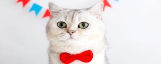 international-cat-day-image