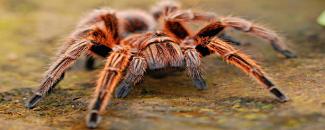 national-tarantula-appreciation-day-image