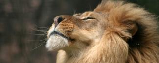 world-lion-day-image