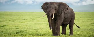 world-elephant-day-image