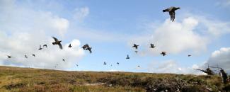 glorious-twelfth-image