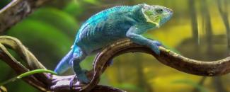 world-lizard-day-image