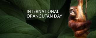 international-orangutan-day-image