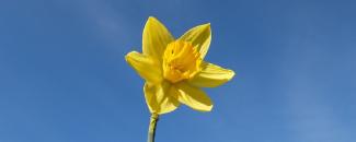 daffodil-day-image