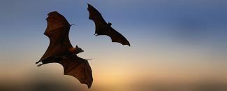 international-bat-night-image